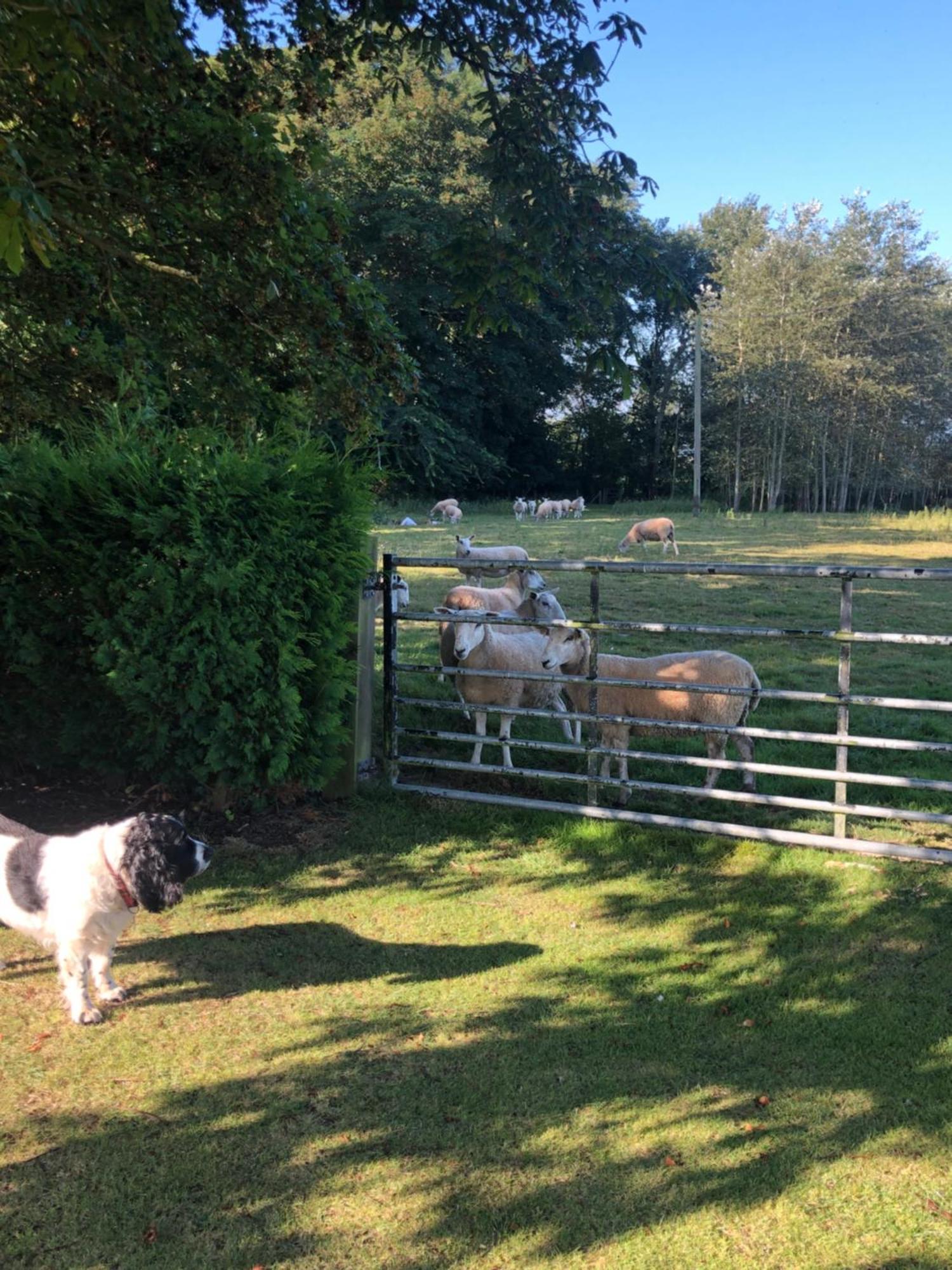 Wartling Place Country House Bagian luar foto